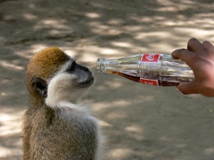 mono bebiendo cocacola