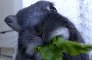 gif conejo comiendo